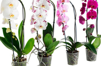 Як пересадити орхідею фаленопсис у домашніх умовах: покрокова інструкція