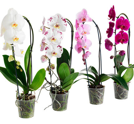 Як пересадити орхідею фаленопсис у домашніх умовах: покрокова інструкція