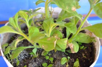 Причини посвітління листя у петунії: як зберегти здоровий вигляд рослини