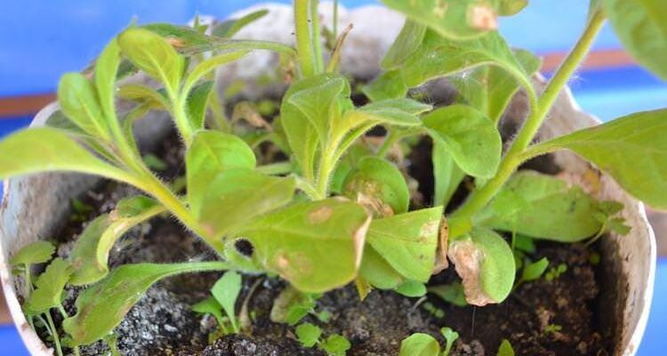 Причини посвітління листя у петунії: як зберегти здоровий вигляд рослини