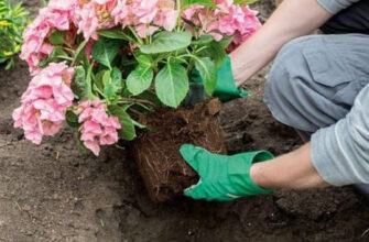 Посадка гортензії насінням: чи можливий цей метод вирощування?