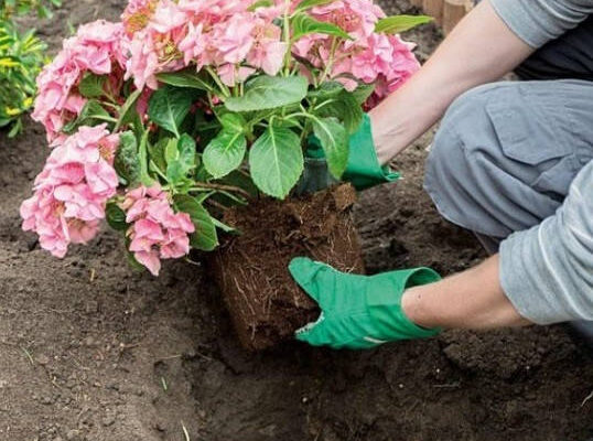 Посадка гортензії насінням: чи можливий цей метод вирощування?