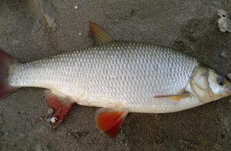 Скільки років живе язь: тривалість життя цієї риби в деталях