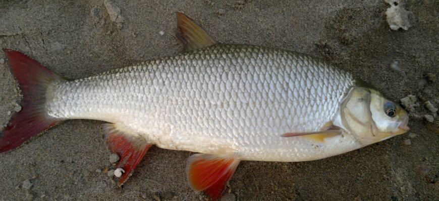 Скільки років живе язь: тривалість життя цієї риби в деталях