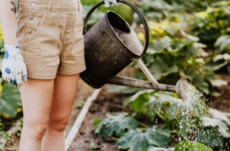 Чи допустимо поливати рослини на городі під прямими сонячними променями?