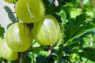 Хто знищує ягоди аґрусу: виявляємо основних шкідників та їх вплив