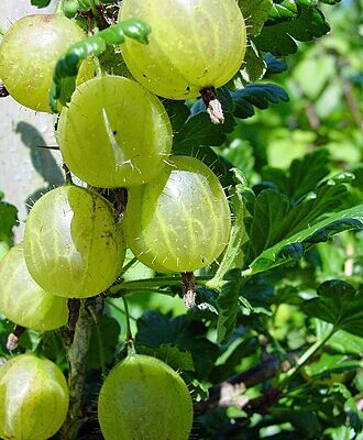 Хто знищує ягоди аґрусу: виявляємо основних шкідників та їх вплив