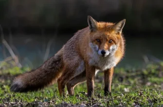 Що робити, якщо за вами слідує лисиця: поради для безпеки