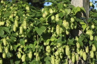 Як зупинити ріст хмелю: ефективні засоби для контролю рослини