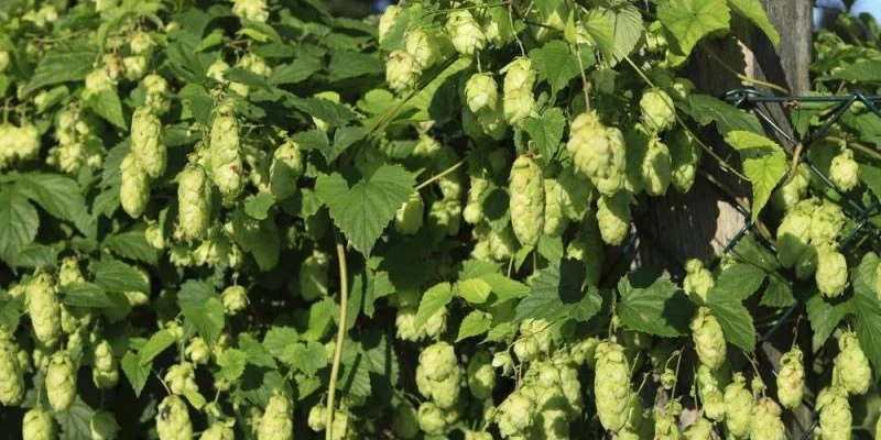 Як зупинити ріст хмелю: ефективні засоби для контролю рослини