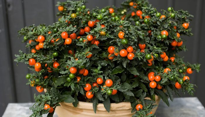 Ефективні поради з догляду за кімнатною квіткою Соланум вдома