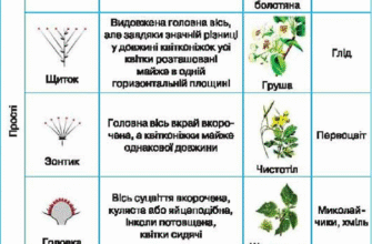 Як називається суцвіття з вкороченою віссю й рівними квітконіжками?