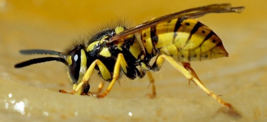У якому місяці оси відкладають яйця: детальний огляд циклу життя