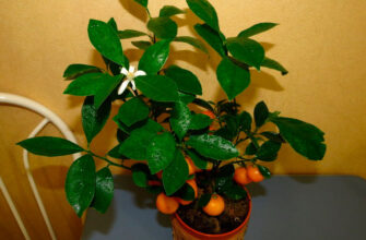 Який горщик обрати для вирощування каламондина: поради та розміри