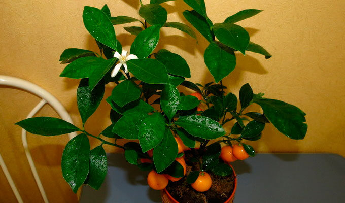 Який горщик обрати для вирощування каламондина: поради та розміри