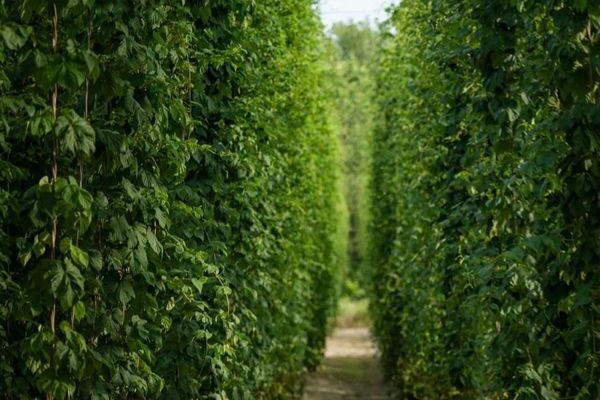 Оптимальні місця для посадки хмелю: поради для успішного вирощування