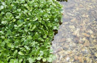 10 їстівних бур’янів: безпечні варіанти для вашого раціону