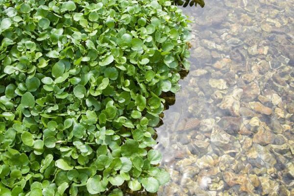 10 їстівних бур’янів: безпечні варіанти для вашого раціону