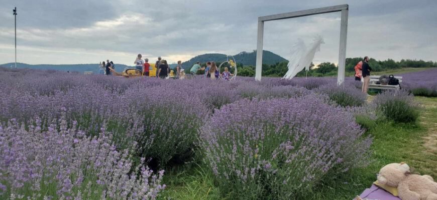 Коли і де цвіте лаванда в Ужгороді: найкращі місця та періоди