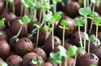 Як правильно та ефективно промити керамзит: покрокова інструкція