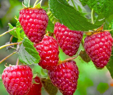 Ідеальний час для пересадки малини у Великобританії: поради та рекомендації