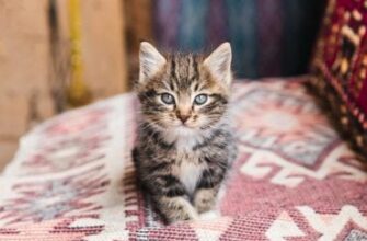 Як зупинити кота від мічення: ефективні засоби для обприскування