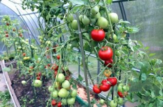 Чи варто збирати зелені помідори в теплиці: поради та рекомендації