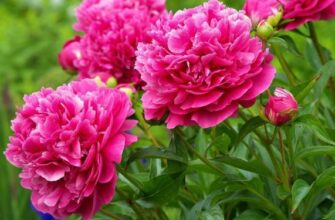 Коли та як обрізати півонії в серпні: поради для садівників