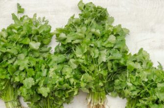 Чи можна заморожувати свіжу кінзу: поради та рекомендації зберігання