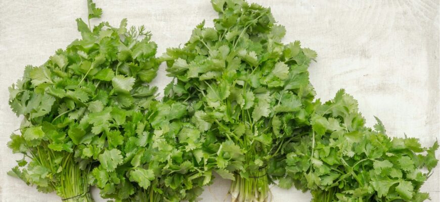 Чи можна заморожувати свіжу кінзу: поради та рекомендації зберігання