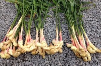 Вирощування імбиру вдома: покроковий гід для успішного результату