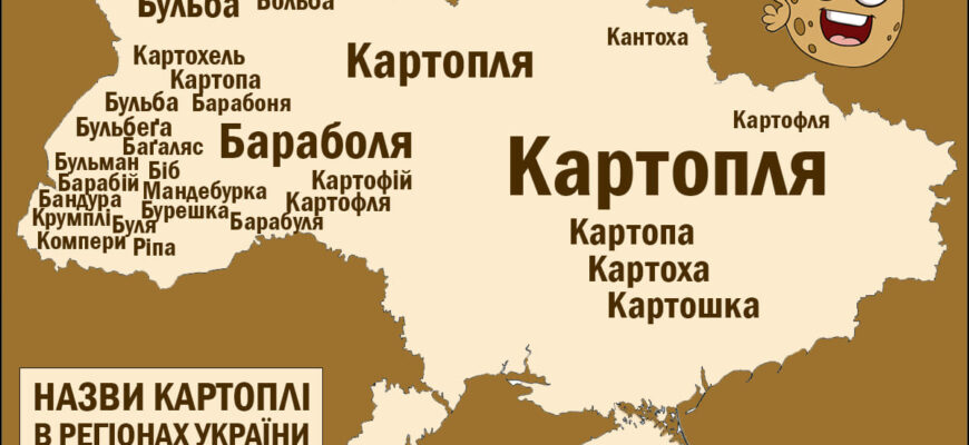 Хто вперше привіз картоплю в Україну: історія появи популярного овочу