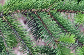 Чи реально садити ялинки взимку: поради та рекомендації експертів