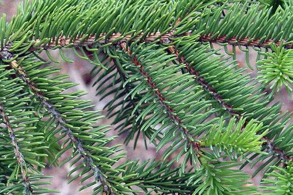 Чи реально садити ялинки взимку: поради та рекомендації експертів