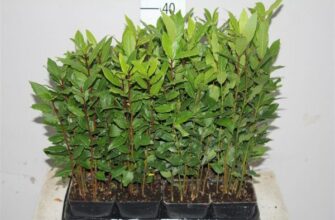 Яка максимальна температура для виживання лаврового дерева?