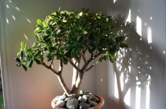 Оптимальне місце для зростання грошового дерева: поради та рекомендації