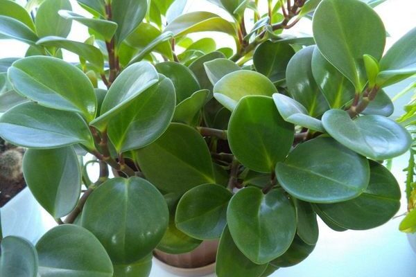 Як правильно та ефективно пересадити квітку пеперомія: поради та етапи