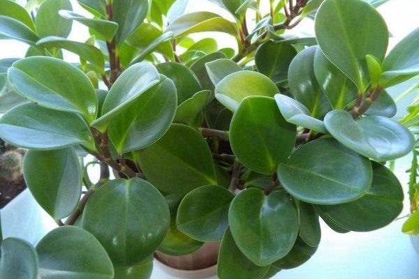 Чи можна виростити Пеперомію з листя: покроковий гід для садівників