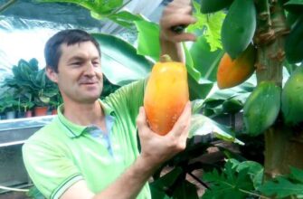 Як допомогти папайї дозріти швидше: ефективні методи та поради