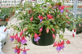 Як правильно доглядати за квітами фуксії: поради та рекомендації