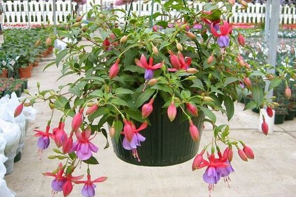 Як правильно доглядати за квітами фуксії: поради та рекомендації