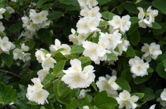 Які умови потрібні для оптимального зростання жасмину в саду?