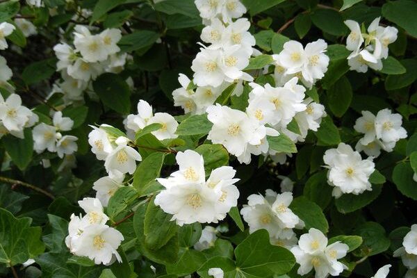 Які умови потрібні для оптимального зростання жасмину в саду?