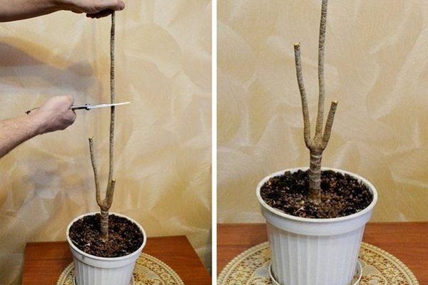 Ефективні методи розмноження драцени: поради та покрокова інструкція