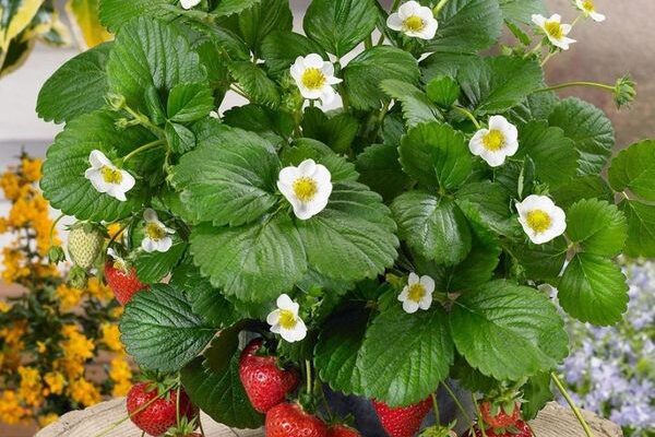 Коли плодоносить ремонтантна полуниця: період збору врожаю і догляд