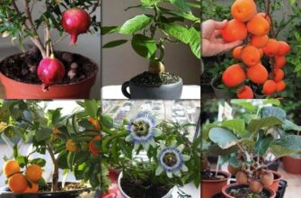 Що виростити з кісточки: Легкі варіанти для домашніх умов