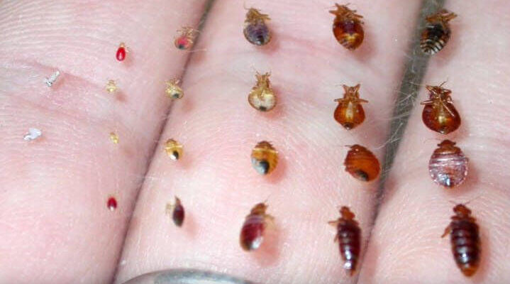 10 Найпоширеніших Комах, Що Вміють Літати: Повний Огляд та Фото