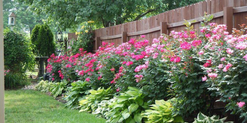 Найважливіші культури для посадки на дачі: що обрати насамперед?