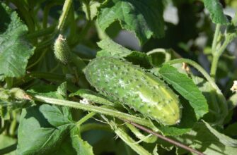 Коли краще поливати огірки: вранці чи ввечері? Оптимальний час