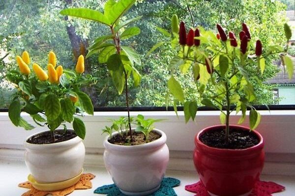 Як виростити чай на підвіконні: практичні поради для початківців